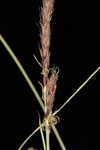 Woollyfruit sedge